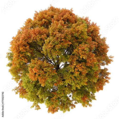 top view maple tree isolated on transparent background