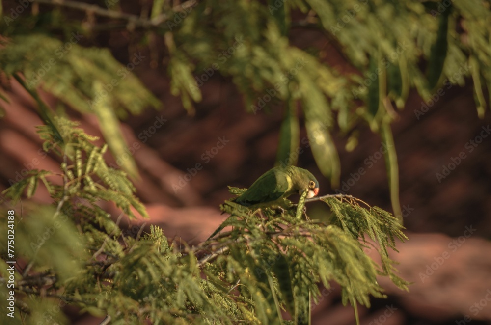 Beautiful parakeet perched on a branch in a garden