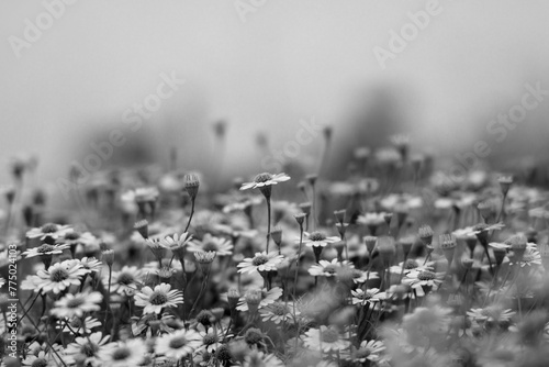 field of flowers black and white