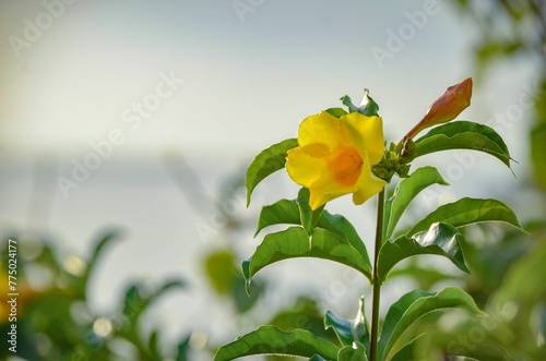 Closeup of a beautiful Allamanda schottii flower growing in a garden photo