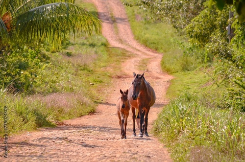 Beautiful shot of a horse with her foal walking on a dirt road © Wirestock