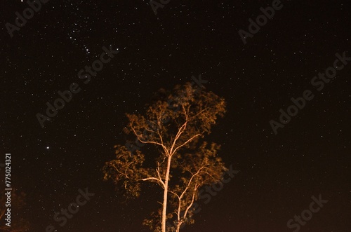 Low-angle shot of a tree with a background of a starry night sky