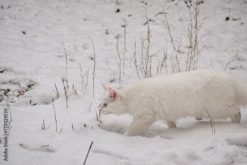 Closeup shot of a single white cat with orange eyes on the snow. photo