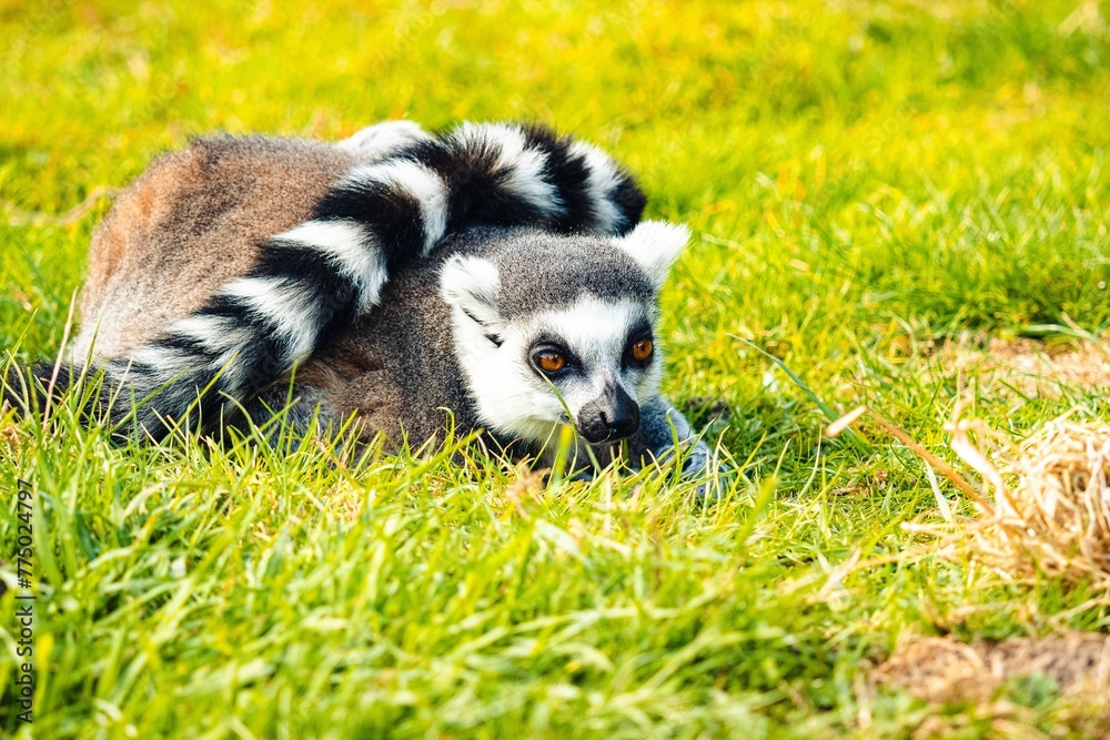 Fototapeta premium Selective closeup focus of a lemur (Lemuroidea) lying on green grass