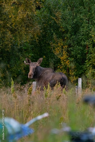 Closeup of Moose in the middle of field