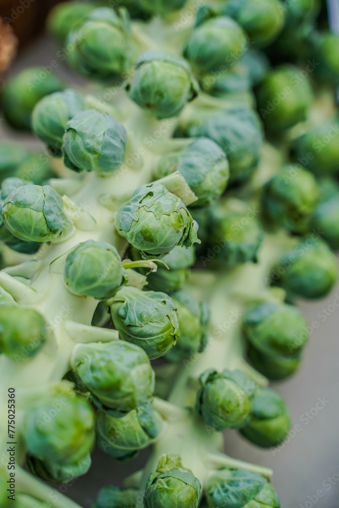 Closeup of bunch of green cabbages Closeup of bunch of green cabbages