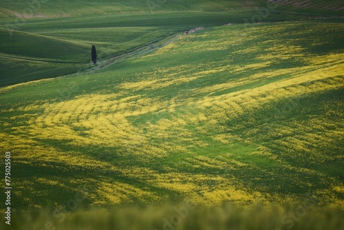 Aerial view of single tree in beautiful yellow and green meadow
