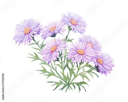 Asters flowers remove background   flowers  watercolor  isolated white background