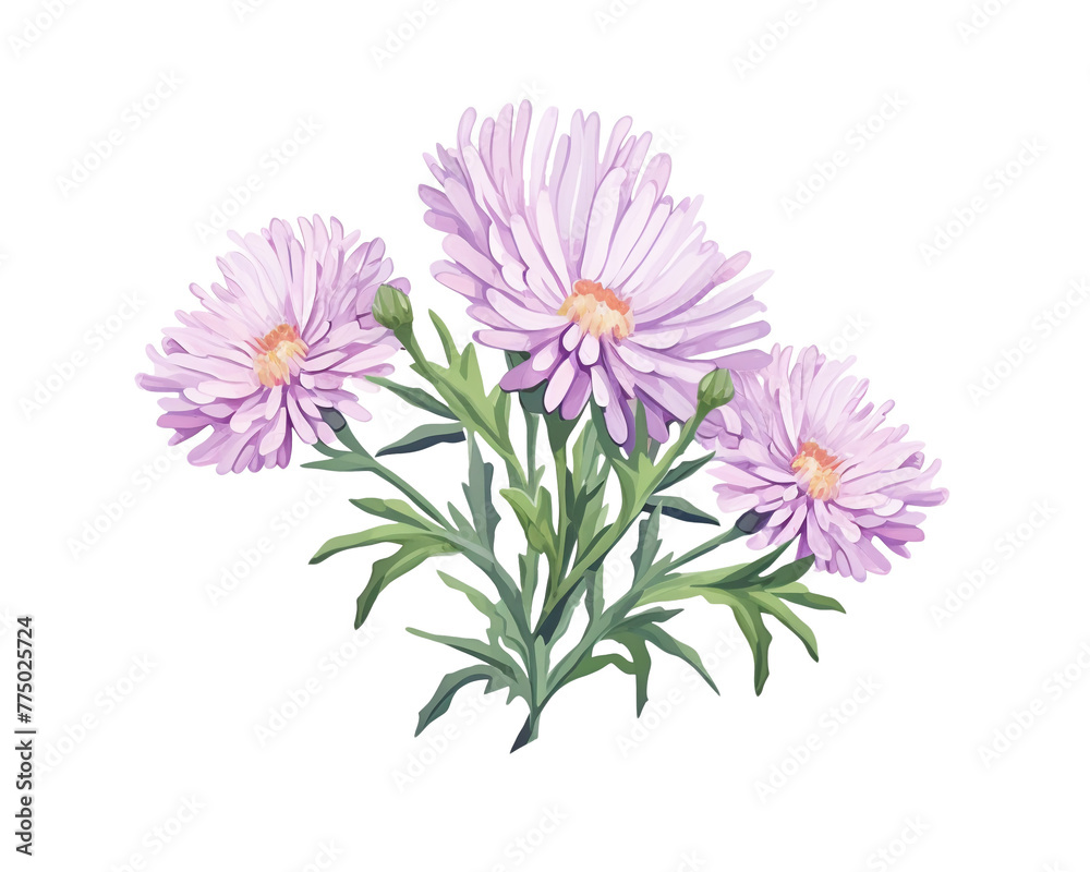Asters flowers remove background , flowers, watercolor, isolated white background