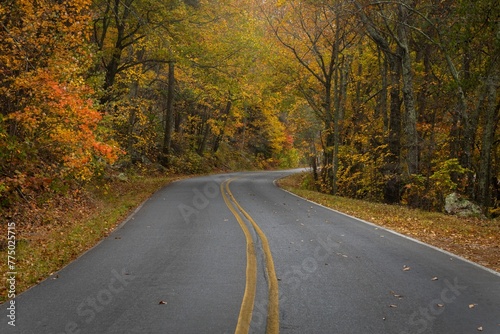 Road surrounded by autum trees © Wirestock