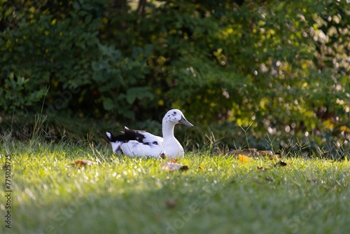 Duck perching on grassland © Wirestock