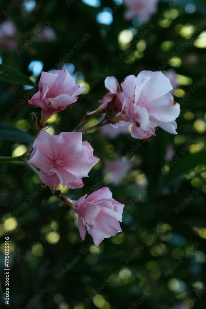 Selective focus of pink Oleander flowers surrounded by green leaves as background Selective focus of pink Oleander flowers surrounded by green leaves as background