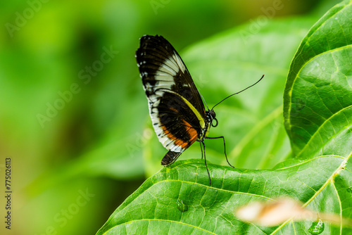 Cydno Longwing Butterfly on a Leaf © Greg Meland