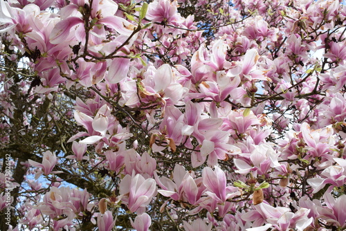 pink blooming magnolia tree in spring photo