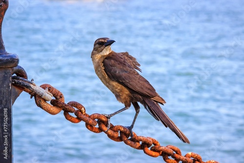 Boat-tailed Grackle perching on metal chain photo