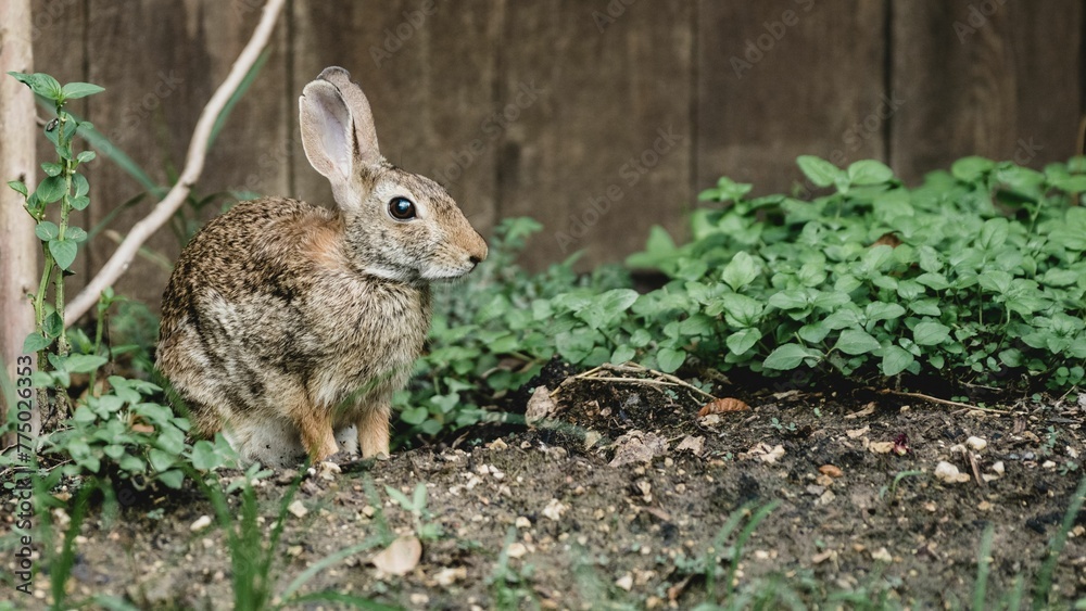 Close-up shot of a hare in a garden Close-up shot of a hare in a garden
