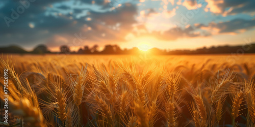 Agricultural grain farm overlooking a wheat field