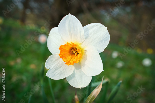 Close-up shot of a Narcissus (Daffodil) flower blooming on a meadow