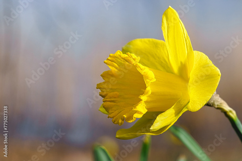 Close-up macro shot of a beautiful yellow Wild Daffodil blooming