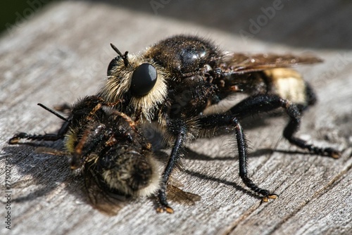 Yellow murder fly or yellow robber fly with a bumblebee as prey