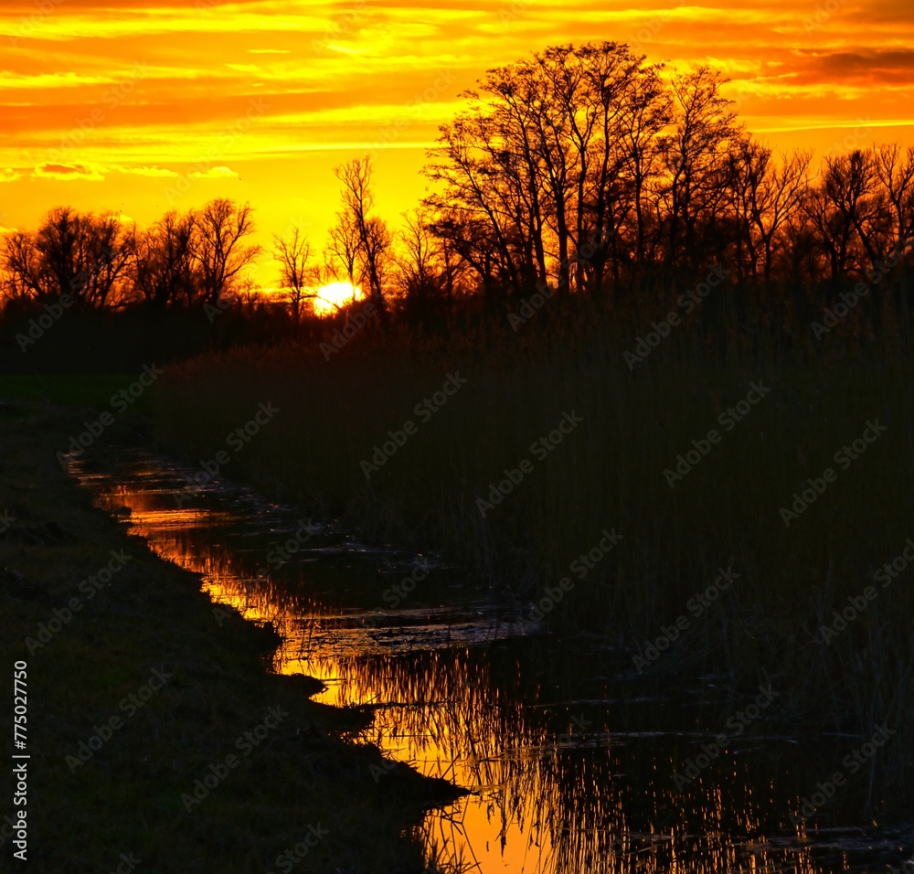 Fototapeta premium Silhouette shot of a tree line and a river with a beautiful sunset in the background