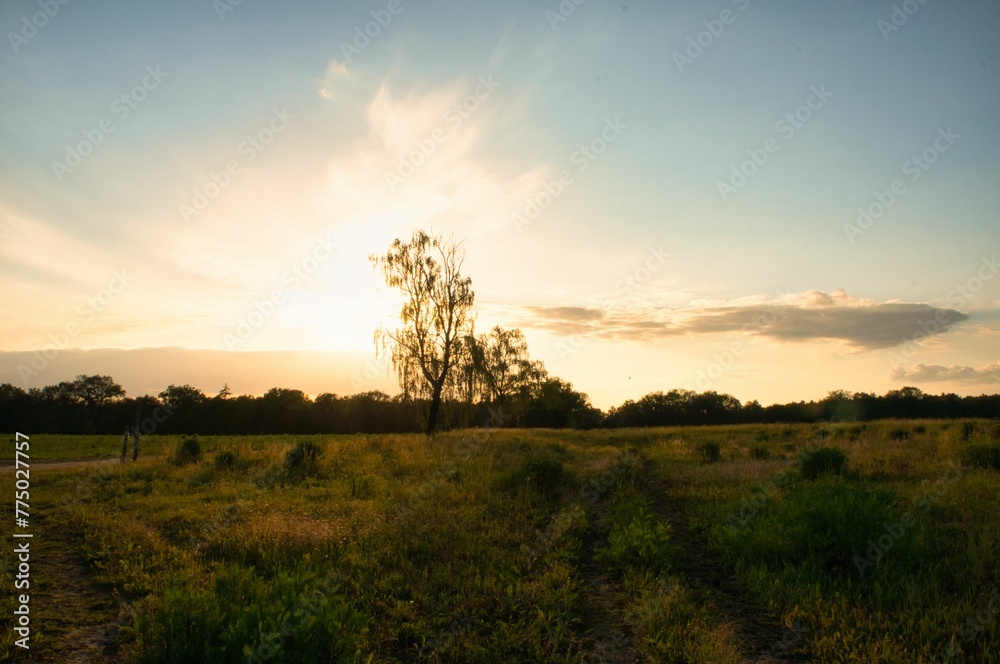 Scenic view of a lonely tree standing alone in an open field with the sun in the back