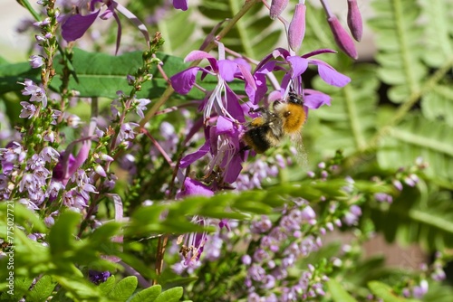 Closeup shot of a bee collecting nectar from a purple flower found in the wild