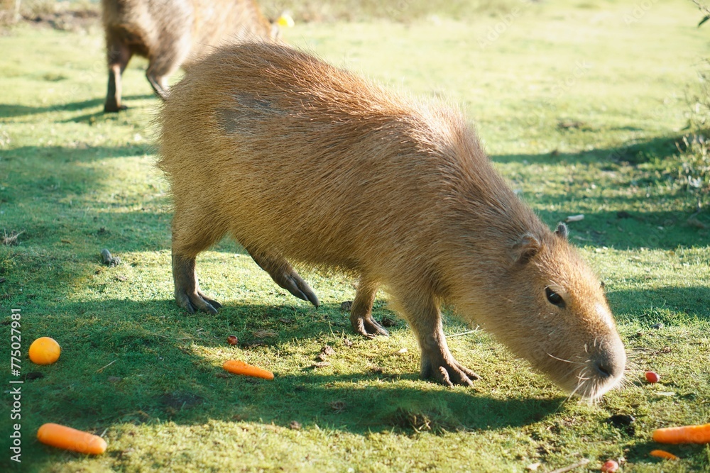 Fototapeta premium Furry, brown Capybara (Hydrochoerus hydrochaeris) on the grass with fallen carrots in the daytime