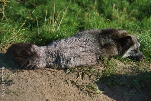 Closeup of the furry silver fox (Vulpes fulva) sleeping on the ground near the grass in the daytime
