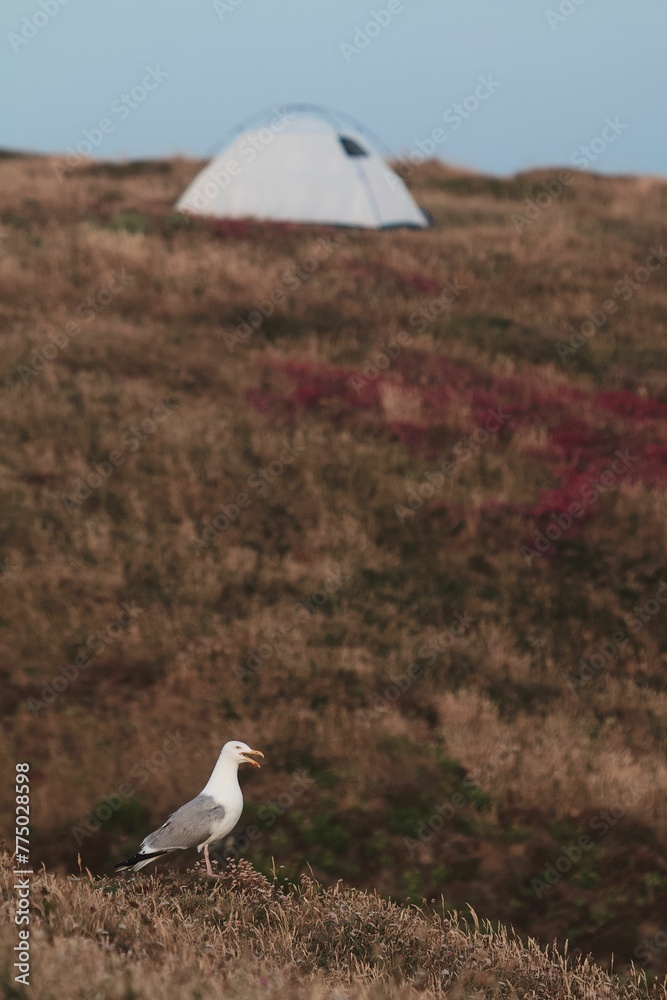 Fototapeta premium Vertical shot of a seagull perched in a field