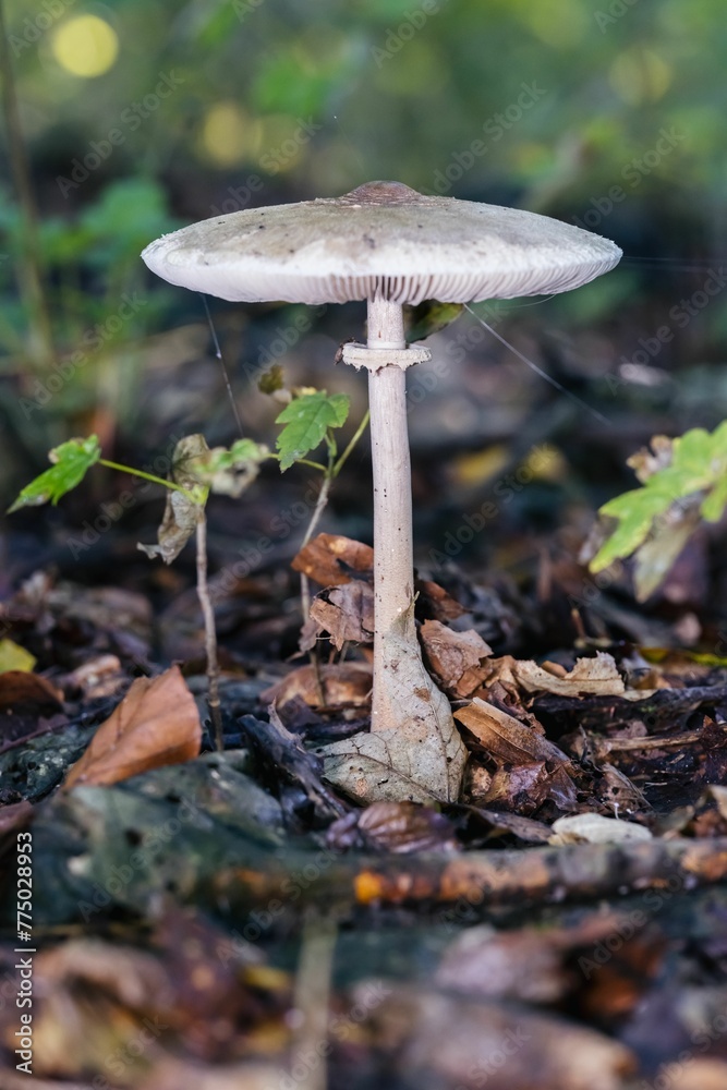 Closeup of tiny mushrooms on the ground in a forest Closeup of tiny mushrooms on the ground in a forest