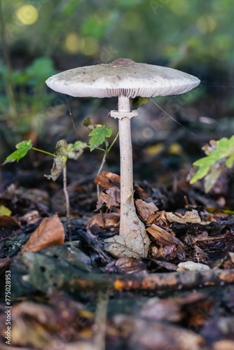 Closeup of tiny mushrooms on the ground in a forest