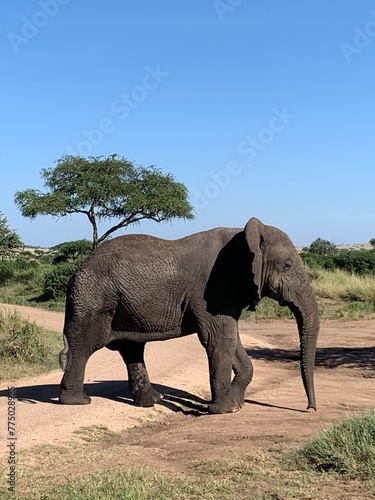Elephants roaming freely in the Serengeti National Park  Tanzania