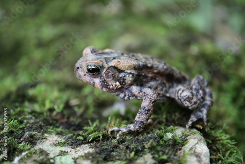 Closeup of an African common toad on the grass
