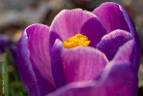 Macro shot of a purple crocus vernus flower photo