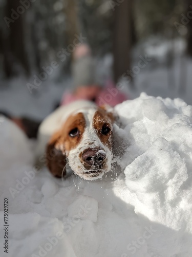 Basset Hound in Snow