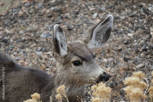 Fototapeta Naklejka Na Ścianę i Meble -  Closeup of a beautiful mule deer wondering around in a dry field during daytime
