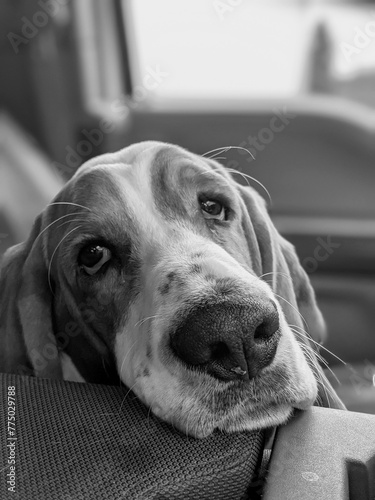 Portrait of a Basset Hound