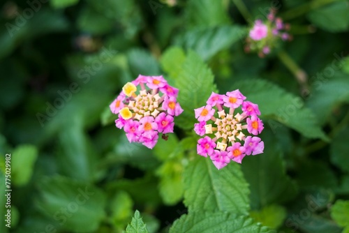 Closeup shot of beautiful Lantana flowers growing in the garden