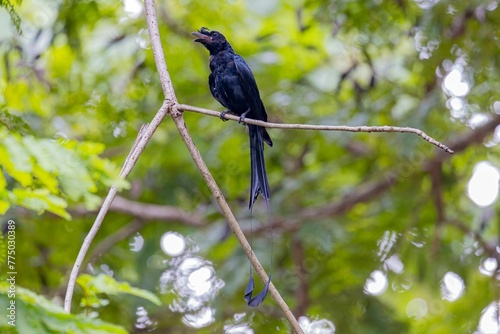 Closeup of a Greater Racket-tailed drongo perched on a tree branch
