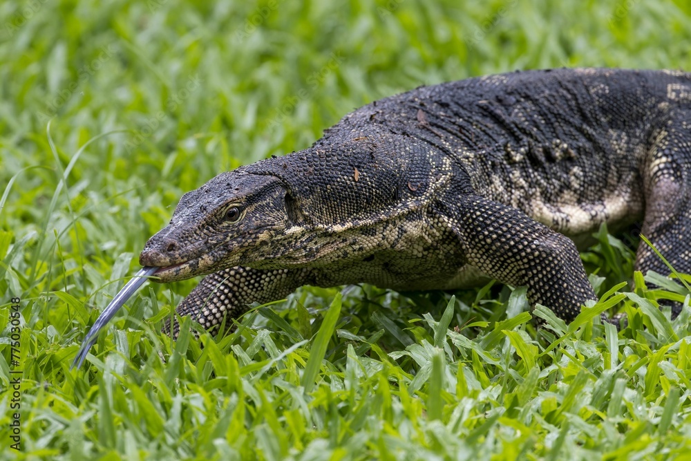 Closeup shot of the Asian Water Monitor Lizard on grass in Lumpini park Closeup shot of the Asian Water Monitor Lizard on grass in Lumpini park