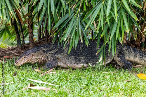 Closeup shot of the Asian Water Monitor Lizard on grass in Lumpini park photo