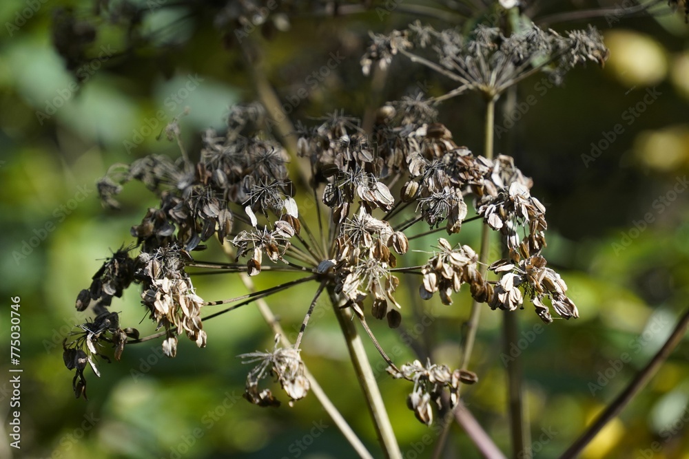 Ταπετσαρία Selective focus shot of a withering cow parsnip plant