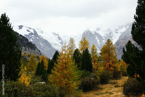 Beautiful view of colorful trees with mountains in the background