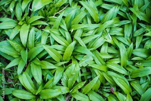 Closeup of green wild garlic leaves