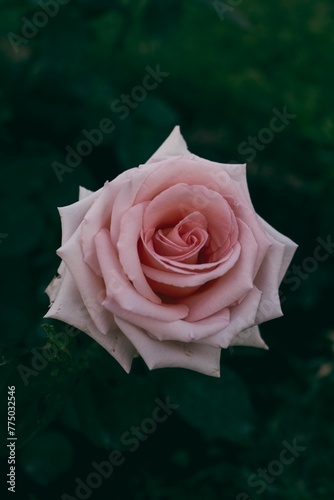 Vertical shot of a Single Artisian Rose from a Rose Garden photo