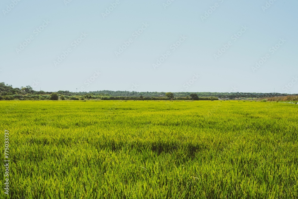 Top view of lush green rice plantation field under blue sky