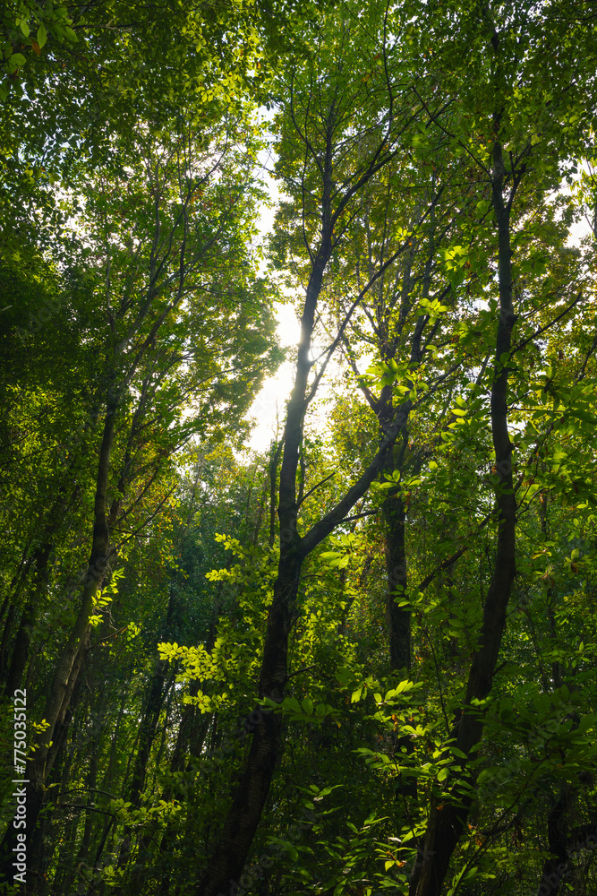 Carbon neutrality concept photo. Lush green forest view Carbon neutrality concept photo. Lush green forest view