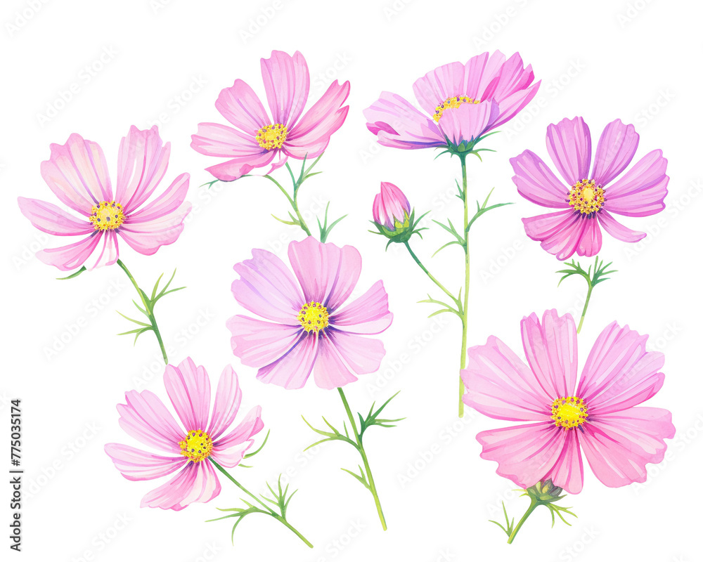Cosmos flowers remove background , flowers, watercolor, isolated white background