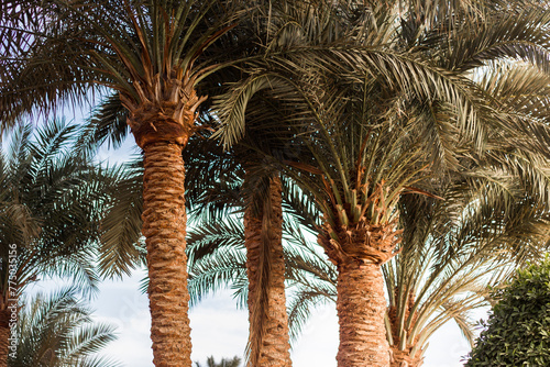 Tree plums with green leaves under a blue sunny sky in Luxor  Egypt